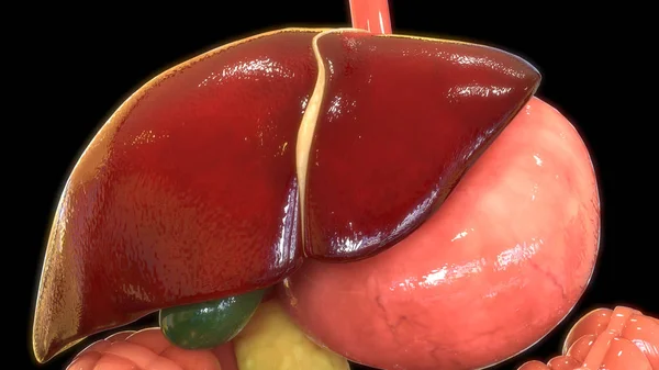 Hígado Humano Ilustración Digital — Foto de Stock
