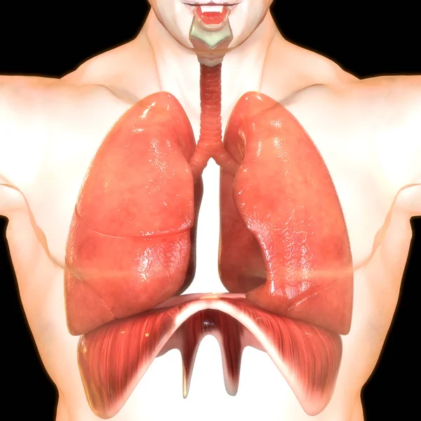 Цифрова Ілюстрація Людських Легенів Чорному Тлі — стокове фото