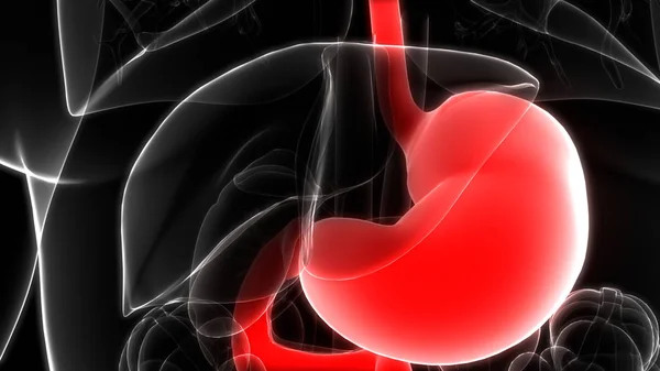 人类消化系统胃解剖学的3D插图 — 图库照片