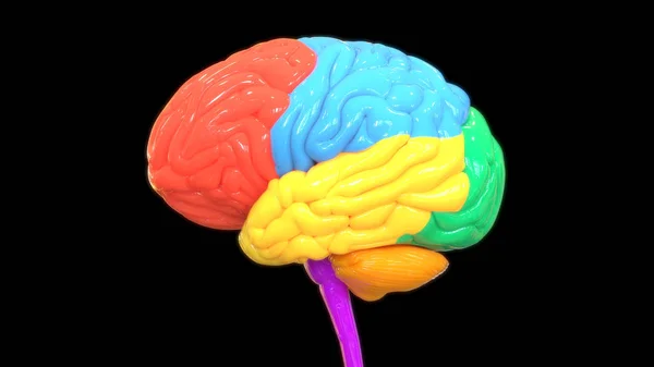 Human Brain Digital Illustration Black Background — Stock Photo, Image