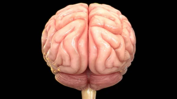 Ilustración Digital Del Cerebro Humano Sobre Fondo Negro — Foto de Stock