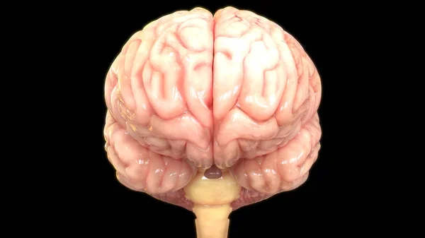 Illustrazione Digitale Del Cervello Umano Sfondo Nero — Foto Stock