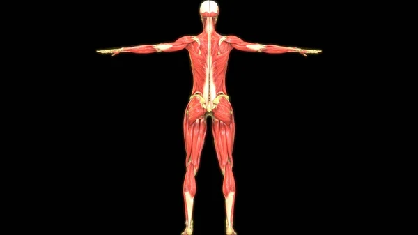 人体消化系统大肠胃解剖的三维图解 — 图库照片