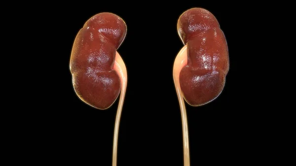 Human Kidneys Digital Illustration Black Background — Stock Photo, Image