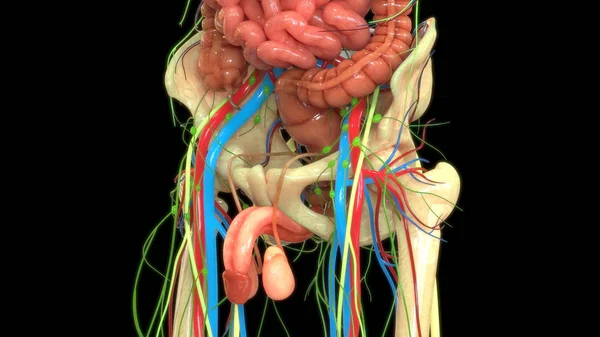 Ilustração Anatomia Sistema Órgãos Humanos — Fotografia de Stock