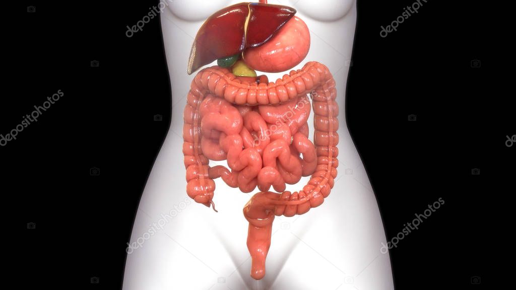 3D Illustration of Human Digestive System Anatomy