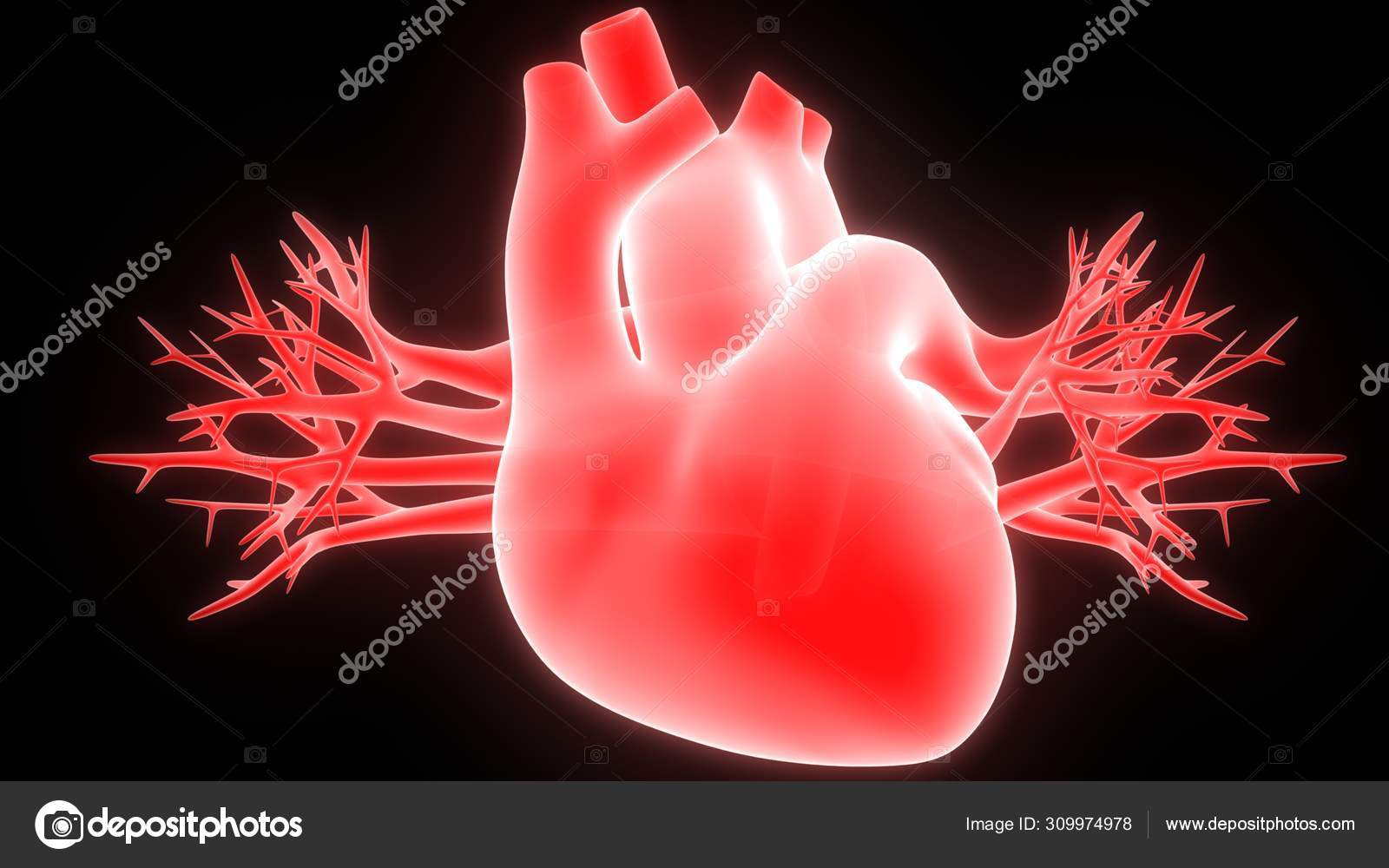 Stockfotos Menschliche Herz Bilder Stockfotografie Menschliche Herz Lizenzfreie Fotos Depositphotos