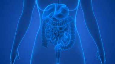 İnsan sindirim sistemi anatomisi 3D çizimi
