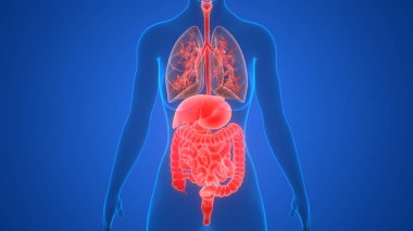 İnsan Organları Sistem Anatomisi 3d İllüstrasyon