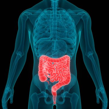 İnsan Sindirim Sistemi Büyük ve İnce Bağırsak Anatomisinin 3B Görünümü