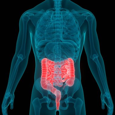 İnsan Sindirim Sistemi Büyük ve İnce Bağırsak Anatomisinin 3B Görünümü
