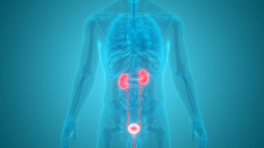 İnsan Organları Sistem Anatomisi 3d İllüstrasyon