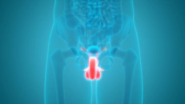 İnsan Organları Sistem Anatomisi 3d İllüstrasyon