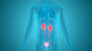 İnsan Organları Sistem Anatomisi 3d İllüstrasyon