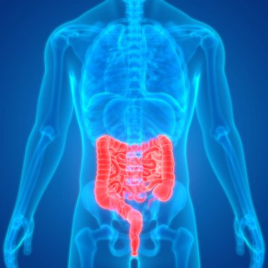 İnsan Sindirim Sistemi Büyük ve İnce Bağırsak Anatomisinin 3B Görünümü