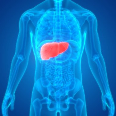 İnsan Organları Sistem Anatomisi 3d İllüstrasyon