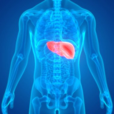 İnsan Organları Sistem Anatomisi 3d İllüstrasyon