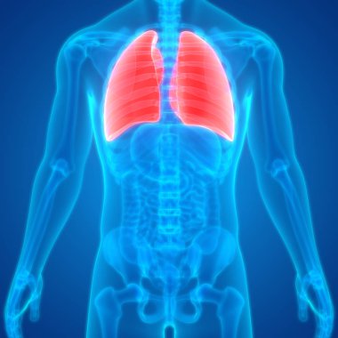 İnsan Organları Sistem Anatomisi 3d İllüstrasyon