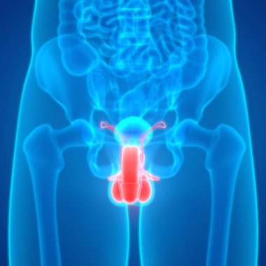 İnsan Organları Sistem Anatomisi 3d İllüstrasyon