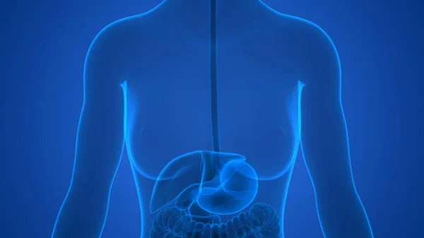 Illustration Human Digestive System Stomach Anatomy — Stock Photo, Image