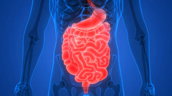 İnsan sindirim sistemi anatomisi 3D çizimi