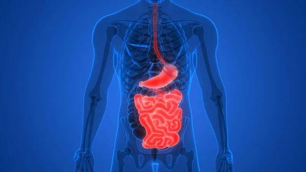 Illustration Human Digestive System Stomach Small Intestine Anatomy — Stock Photo, Image