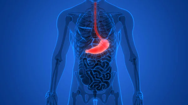 Ilustración Anatomía Del Estómago Del Sistema Digestivo Humano —  Fotos de Stock