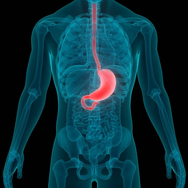 人类消化系统胃解剖学的3D插图 — 图库照片