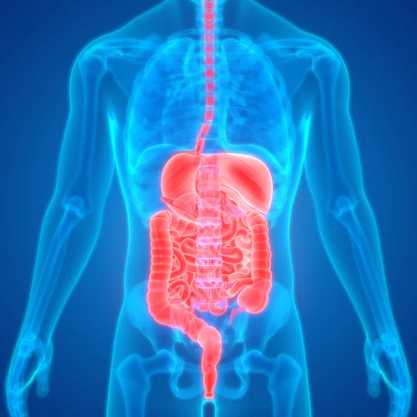 Ilustración Anatomía Del Sistema Digestivo Humano — Foto de Stock