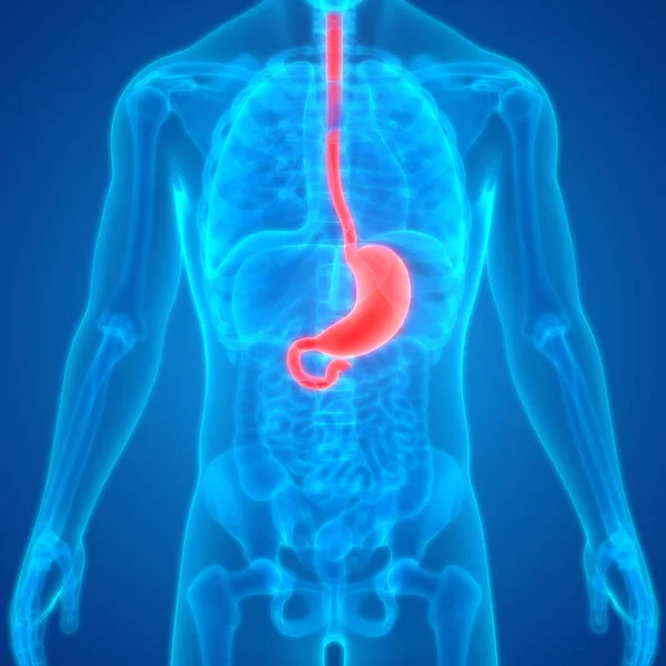 Nsan Sindirim Sistemi Mide Anatomisi Llüstrasyon — Stok fotoğraf