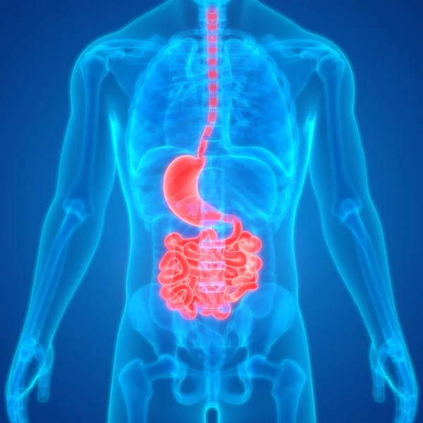 Ilustracja Ludzkiego Układu Pokarmowego Żołądka Anatomii Jelita Cienkiego — Zdjęcie stockowe