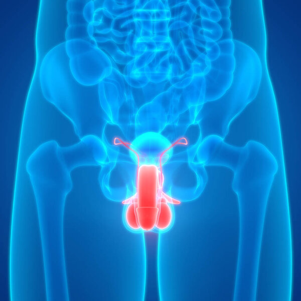 3D-иллюстрация анатомии органов человека
