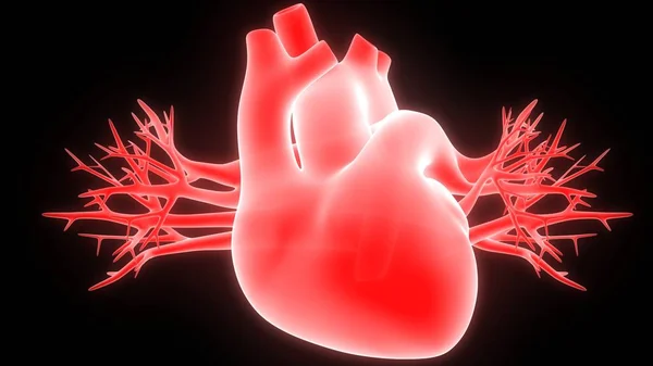 Mänskligt Hjärta Och Vener Digital Illustration — Stockfoto