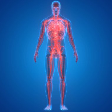 İnsan Vücut Sistemi Anatomisi 3d İllüstrasyon