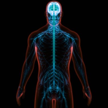 İnsan Vücut Sistemi Anatomisi 3d İllüstrasyon