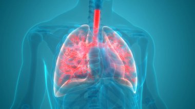 İnsan Organları Sistem Anatomisi 3d İllüstrasyon