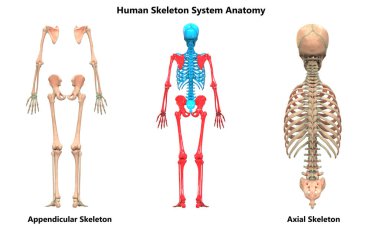 İnsan İskelet Sistemi Anatomisi İllüstrasyonu