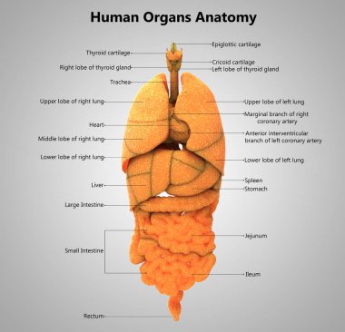 İnsan Organları Sistem Anatomisi 3d İllüstrasyon