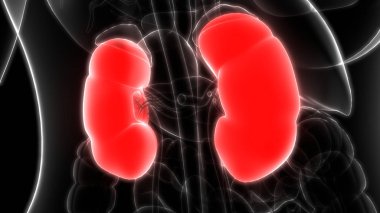 İnsan Organları Sistem Anatomisi 3d İllüstrasyon