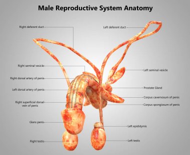 Erkek üreme sisteminin anatomi 3D çizimi