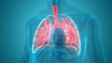 İnsan Organları Sistem Anatomisi 3d İllüstrasyon