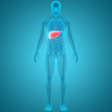 İnsan Organları Sistem Anatomisi 3d İllüstrasyon