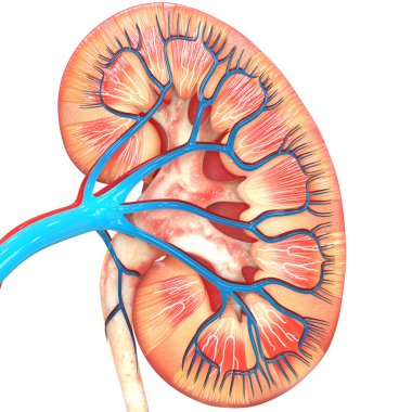 3D illüstrasyon insan üriner sistem anatomisi