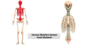 İnsan İskelet Sistemi Anatomisi İllüstrasyonu