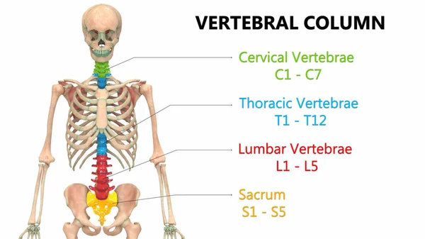 Ilustrace Systému Lidské Kostry Anatomie — Stock fotografie