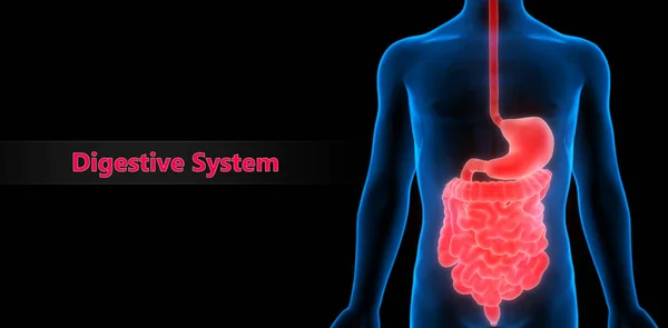 Ilustração Anatomia Sistema Órgãos Humanos — Fotografia de Stock