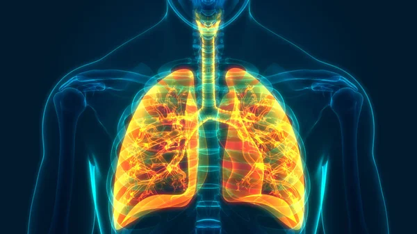 Ilustración Los Pulmones Humanos Sobre Fondo Azul — Foto de Stock