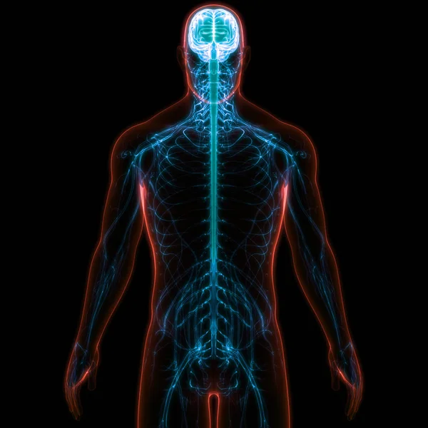 Illustration Der Anatomie Des Menschlichen Körpersystems — Stockfoto