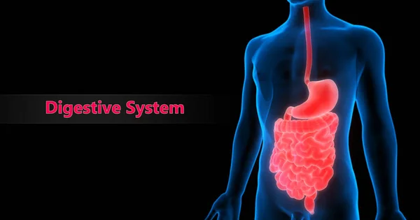 Illustration Human Organs System Anatomy — Stock Photo, Image