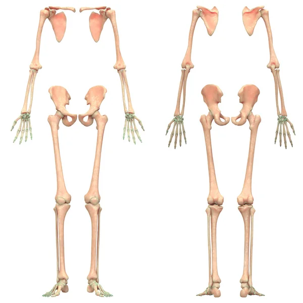 Illustratie Van Menselijk Skelet Systeem Anatomie — Stockfoto